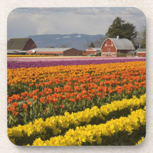 WA, Skagit Valley, Tulip fields in bloom, at Coaster