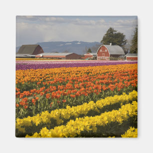 WA, Skagit Valley, Tulip fields in bloom, at Magnet