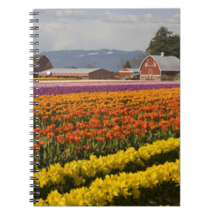 WA, Skagit Valley, Tulip fields in bloom, at Notebook