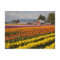 WA, Skagit Valley, Tulip fields in bloom, at