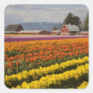 WA, Skagit Valley, Tulip fields in bloom, at Square Sticker