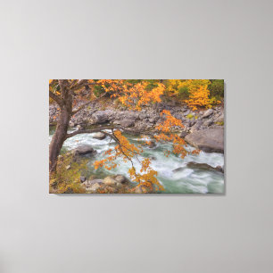 WA, Wenatchee National Forest, Maple tree and Canvas Print
