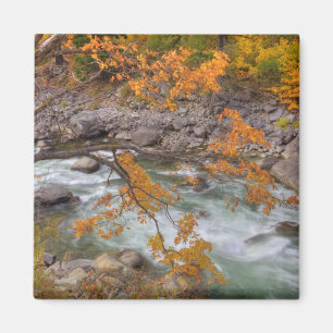 WA, Wenatchee National Forest, Maple tree and Magnet