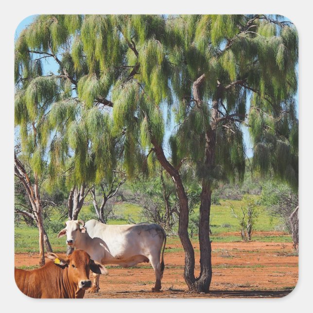 Waddi trees sticker (Front)