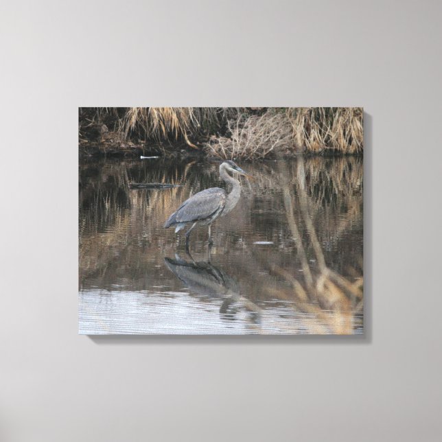 Wading Great Blue Heron Canvas Print (Front)
