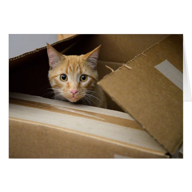 Waffles In A Box Kitty Card (Front Horizontal)