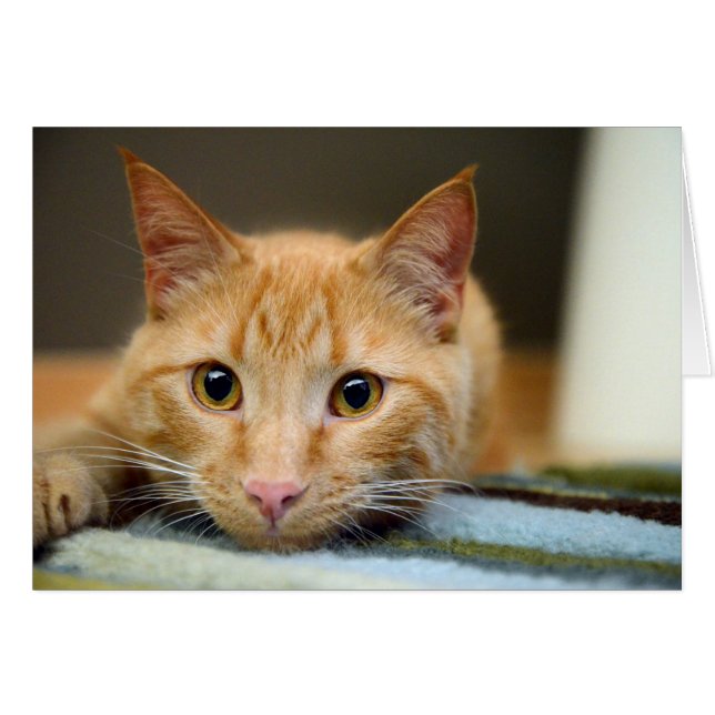 Waffles the Therapy Cat (Front Horizontal)