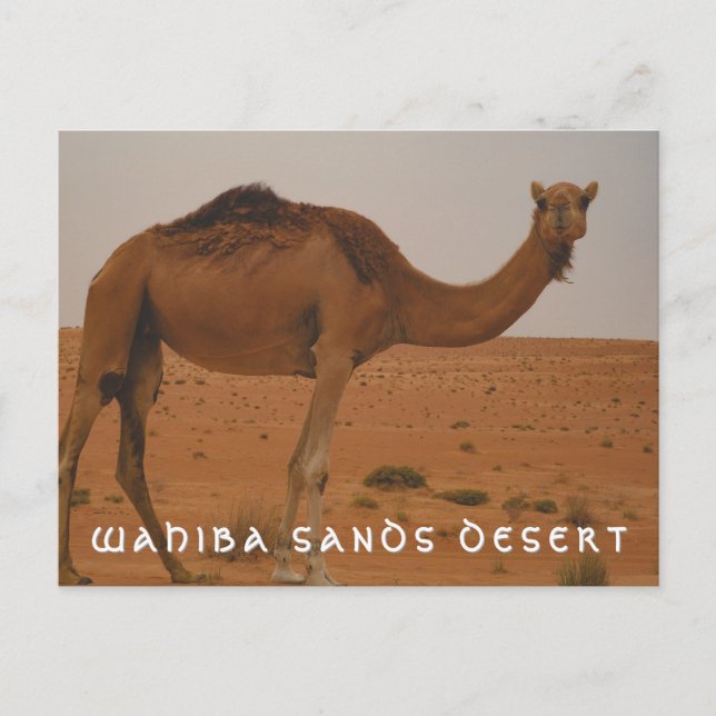 Wahiba sands desert postcard  (Front)