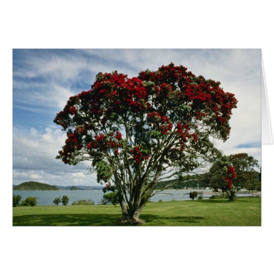 Waitangi, Christmas Tree, New Zealand flower Card