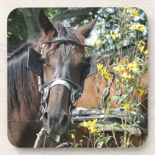 Waiting amish horse coaster