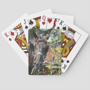 Waiting amish horse playing cards
