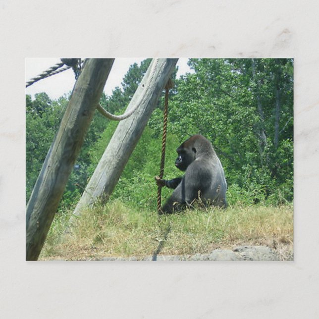 "Waiting and Wondering" Postcard (Front)