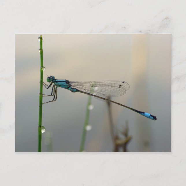Waiting, Blue Damselfly macro Postcard (Front)