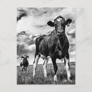 Waiting BW Crop Postcard