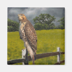 Waiting for the Storm - Red tail Hawk Magnet