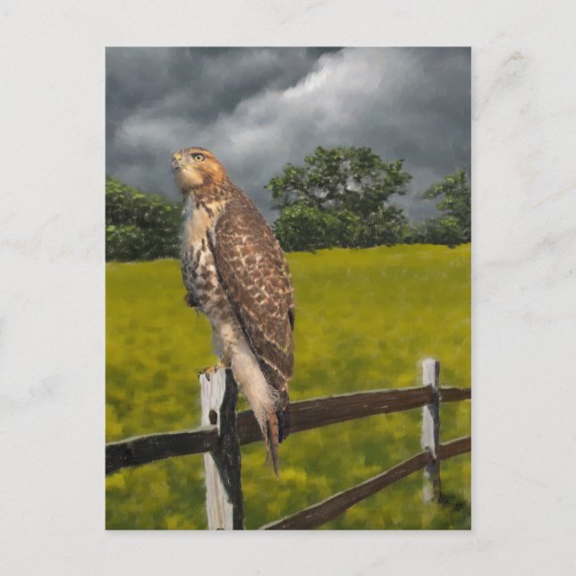 Waiting for the Storm - Red tail Hawk Postcard (Front)