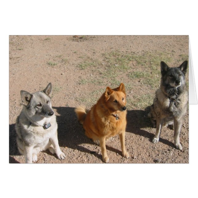 Waiting for treats (Front Horizontal)