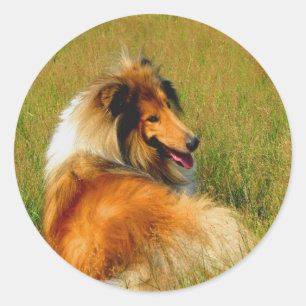 waiting for you rough collie classic round sticker