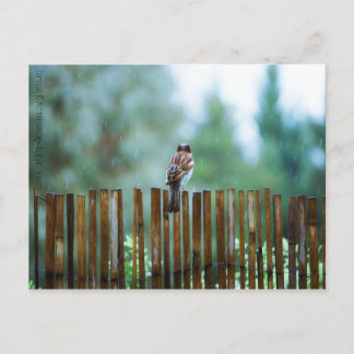 Waiting_light Postcard