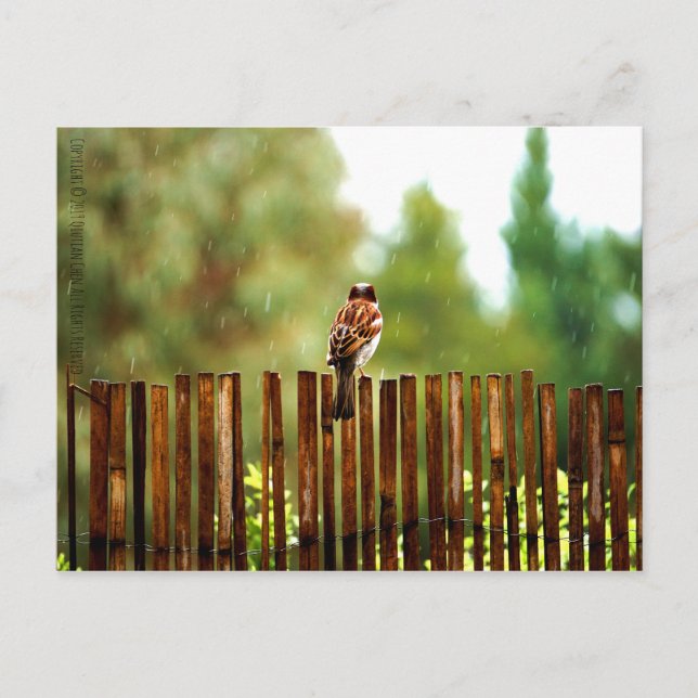 Waiting Postcard (Front)