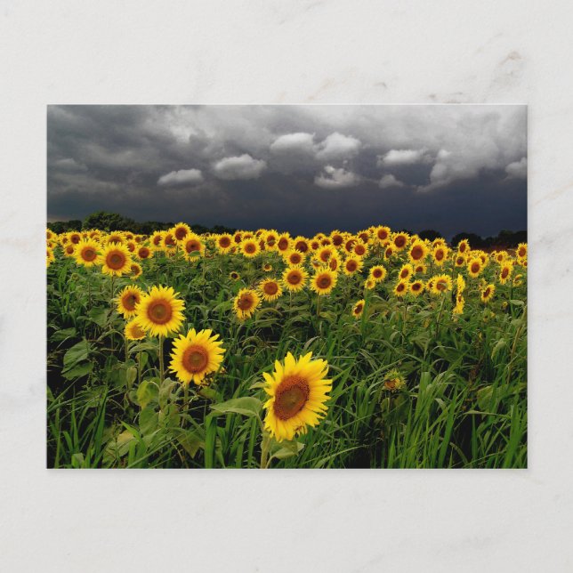 Waiting,postcards Postcard (Front)