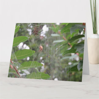 Waiting Spider Card