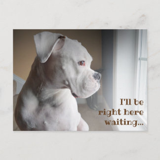 Waiting White Boxer Postcard