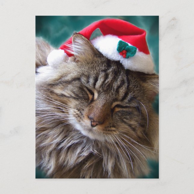 Wake Me Up Santa Cat Postcard (Front)