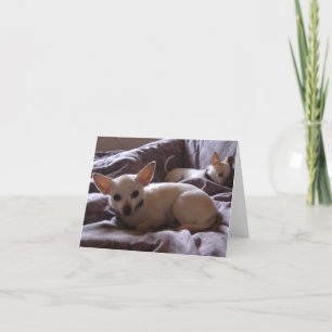Wake Up Chihuahua Note Card