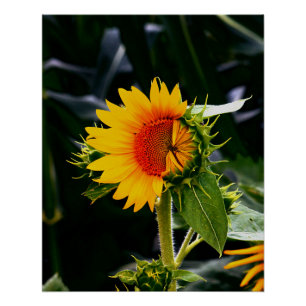 Waking Sunflower Poster