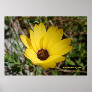 Waking Yellow Daisy Poster