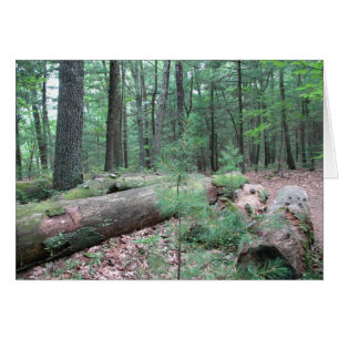 Walden Forest