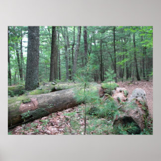 Walden Forest Poster