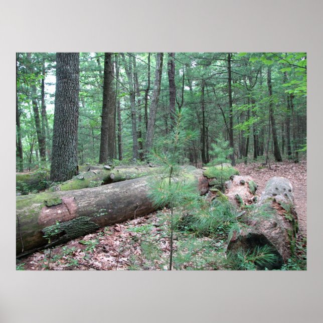 Walden Forest Poster (Front)