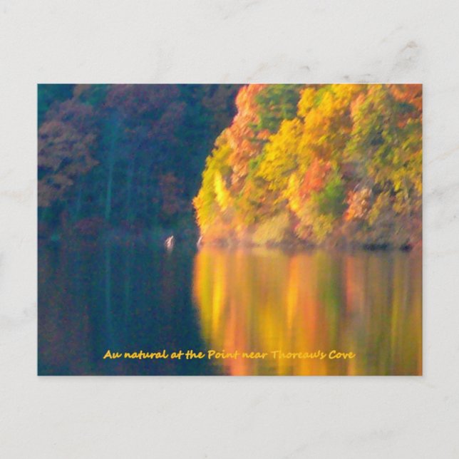 Walden Pond autumn foliage post card (Front)