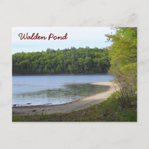 Walden Pond, Concord, MA Postcard