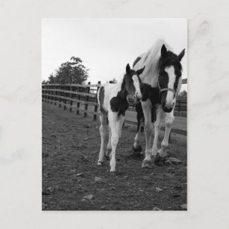 walk by the fence postcard