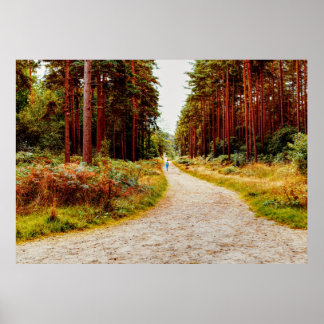 Walk in the forest in the nature poster
