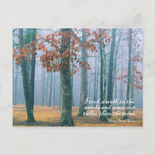 Walk in the Woods  -  Postcard