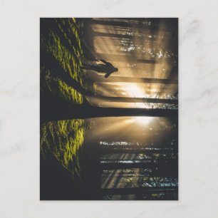 walk in the woods postcard