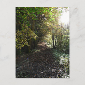 "Walk on a Woodland Path" Northumberland Postcard