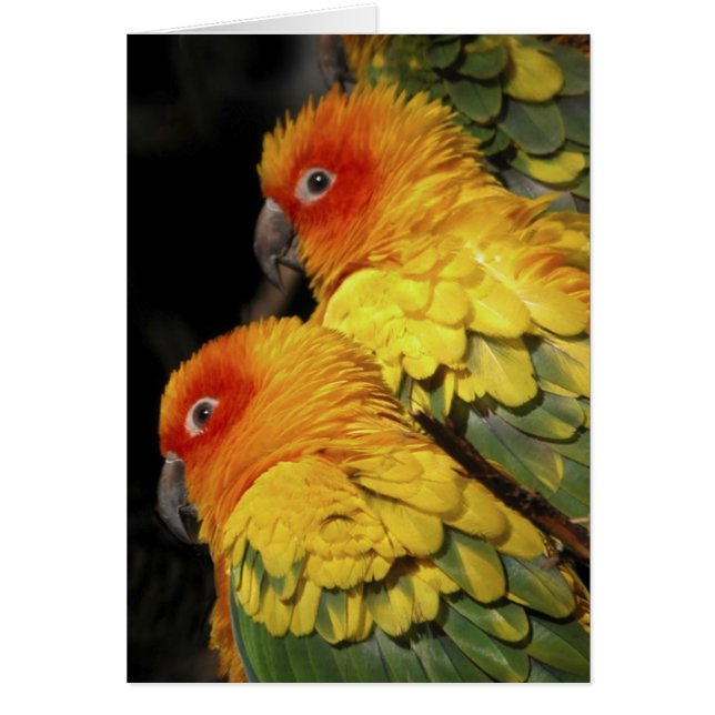 Walk on the Wild Side - Pair of Parrots (Front)