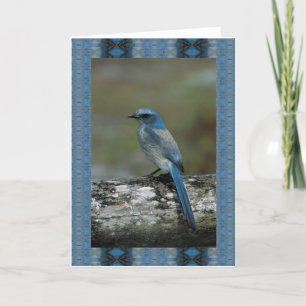 Walk on the Wild Side - Scrub Jay Card