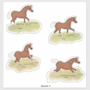 Walk Trot Canter Gallop Sorrel Foal Horse Gaits