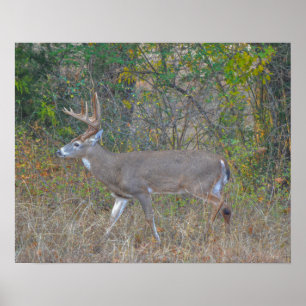 Walking Big Buck Deer in Texas Poster