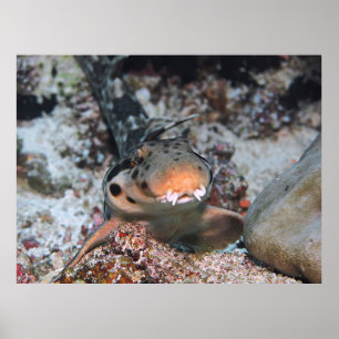Walking Catfshark Portrait Poster