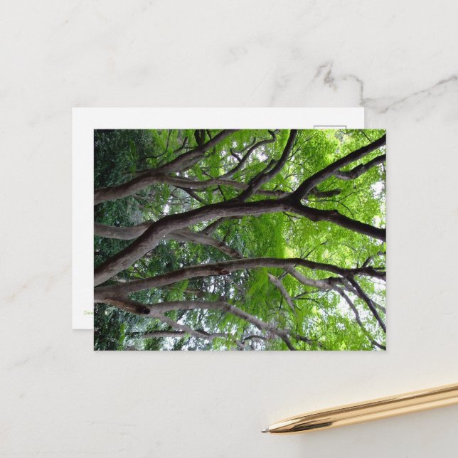 Walking endlessly through the deep forest. postcard (Front/Back In Situ)