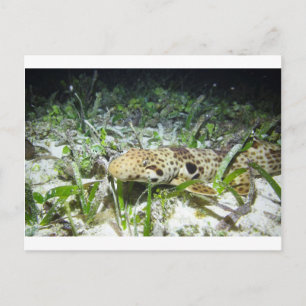 Walking epaulette shark in the Raja Ampat islands Postcard
