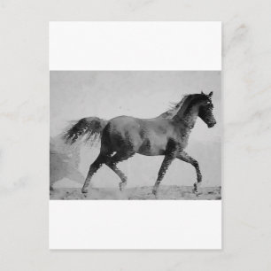 Walking Horse Black & White Postcard