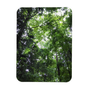 Walking in the Forest, Chester, South Carolina Can Magnet